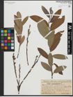 Foto von Salix gracilistyla Miq.